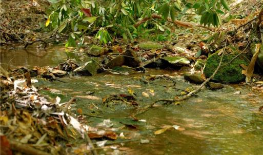 Photo #31 of 1751 Flat Rock, Pinnacle, NC 40.7 acres