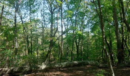 Photo #39 of 1751 Flat Rock, Pinnacle, NC 40.7 acres
