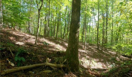 Photo #25 of 1751 Flat Rock, Pinnacle, NC 40.7 acres