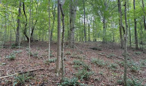 Photo #7 of Zeb Ferguson, Siler City, NC 30.7 acres