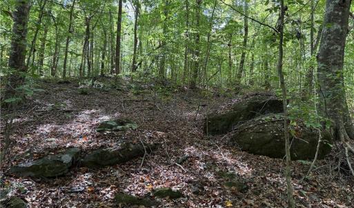 Photo #4 of Zeb Ferguson, Siler City, NC 30.7 acres