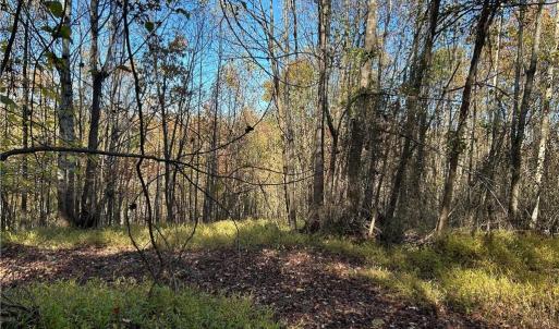 Photo #6 of Buffalo, Sandy Ridge, NC 29.4 acres