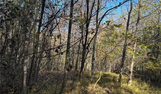 Photo #7 of Buffalo, Sandy Ridge, NC 29.4 acres