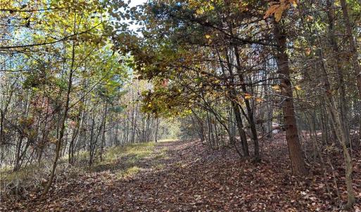 Photo #4 of Buffalo, Sandy Ridge, NC 29.4 acres