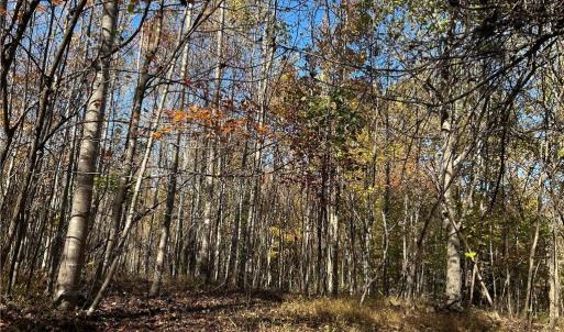 Photo #8 of Buffalo, Sandy Ridge, NC 29.4 acres