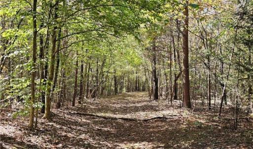 Easement through wooded area