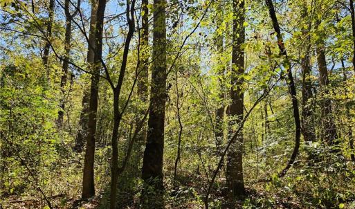 Mature bottomland hardwood