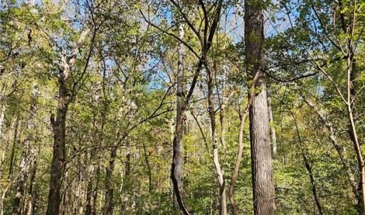 Bottomland hardwood