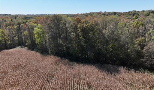 Field, woods edge