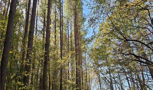 Loblolly pines