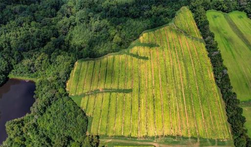 Photo #7 of NC Highway 150, Reidsville, NC 66.0 acres