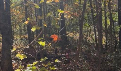 Photo #1 of Snuggs Park, Albemarle, NC 5.0 acres