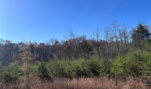 Photo #2 of 5 Stephens Trail, Sandy Ridge, NC 10.4 acres
