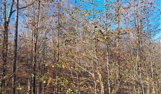 Photo #4 of 6819 Long Meadow, Whitsett, NC 12.7 acres
