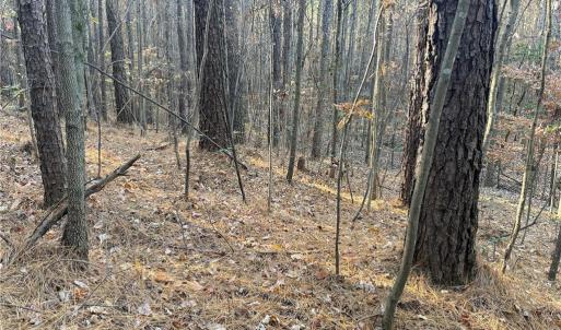 Photo #5 of 19.6 acres Willie, Seagrove, NC 19.6 acres