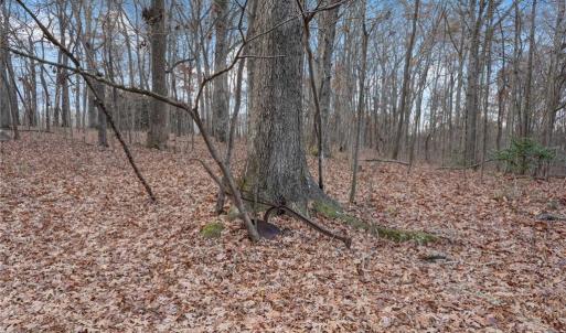 Photo #19 of Lot 2 Joe Cobb, Ruffin, NC 29.5 acres