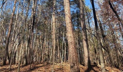 Photo #16 of 3131 Zz Huffine Mill, Gibsonville, NC 29.4 acres