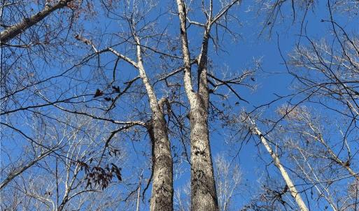 Photo #12 of 3131 Zz Huffine Mill, Gibsonville, NC 29.4 acres