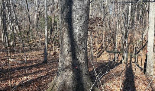 Photo #11 of 3131 Zz Huffine Mill, Gibsonville, NC 29.4 acres