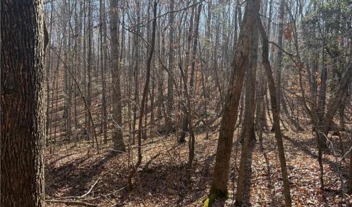 Photo #19 of 3131 Zz Huffine Mill, Gibsonville, NC 29.4 acres