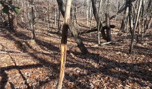 Photo #8 of 3131 Zz Huffine Mill, Gibsonville, NC 29.4 acres