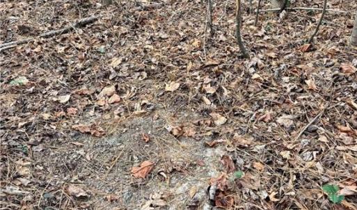 Photo #19 of Dover Church, Seagrove, NC 29.2 acres