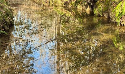 beautiful stream crossing the property