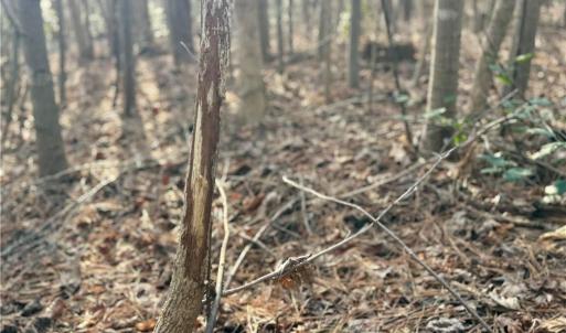 many buck rubs and scrapes were noted on the property.