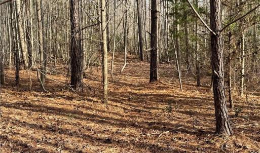 nice cover for wildlife and many deer trails cut through the property