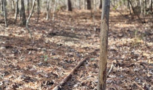 many buck rubs and scrapes were noted on the property