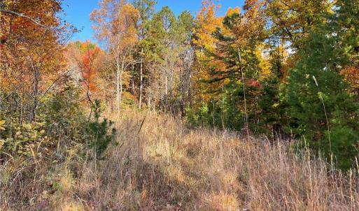 Photo #5 of 1928 Frye, Westfield, NC 77.0 acres