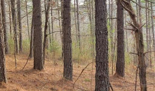 Photo #11 of 1671 Bowen, Pinnacle, NC 11.1 acres