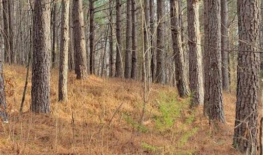 Loblolly Pine Plantation