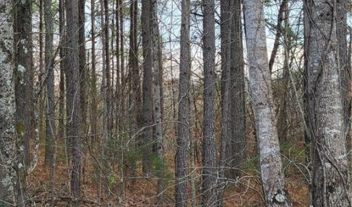 Top of the hill in the Loblolly pine