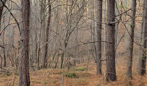 Photo #15 of 1671 Bowen, Pinnacle, NC 11.1 acres