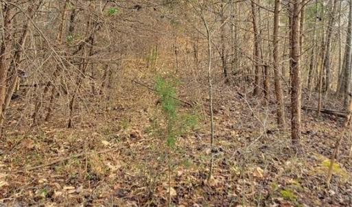 The Old Road Bed