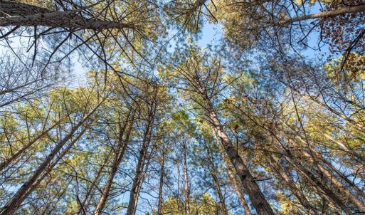 Photo #16 of Lady Mary, Stoneville, NC 374.0 acres