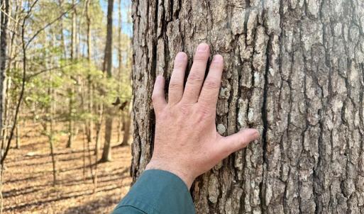 Photo #8 of 200 Harbor, Lexington, NC 4.1 acres