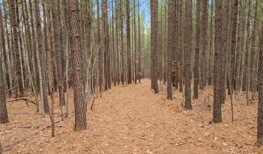 Photo #10 of Doug Stanley, Sandy Ridge, NC 33.4 acres