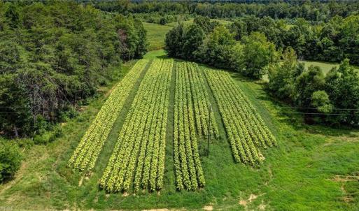 Photo #16 of Ol, Reidsville, NC 13.6 acres
