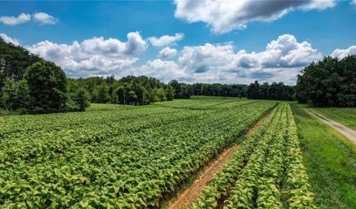 Photo #8 of Ol, Reidsville, NC 13.6 acres