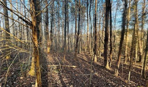 Photo #9 of TBD Asbury, Mount Airy, NC 5.9 acres