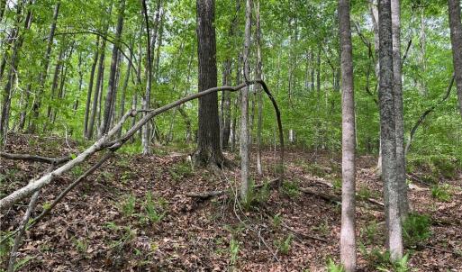 Photo #2 of Sheets, Germanton, NC 26.8 acres