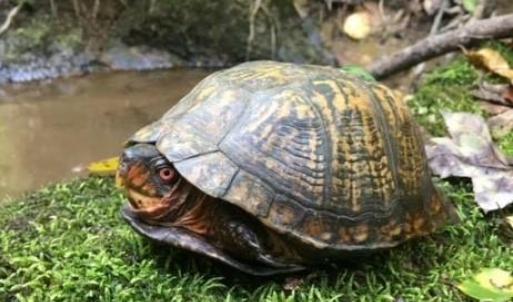 Photo #26 of Sheets, Germanton, NC 26.8 acres