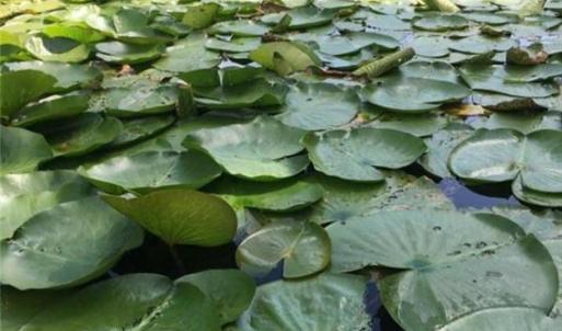 Photo #32 of Sheets, Germanton, NC 26.8 acres