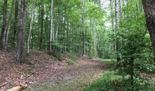 Photo #20 of Sheets, Germanton, NC 26.8 acres