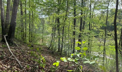 Photo #10 of Sheets, Germanton, NC 26.8 acres