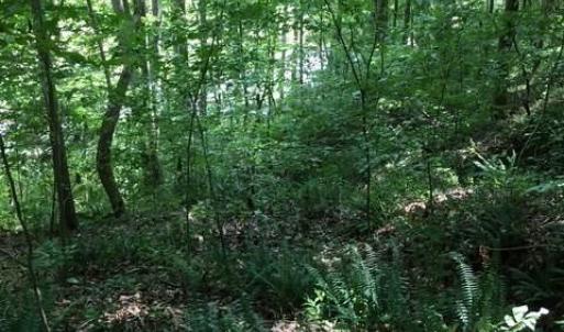Photo #14 of Sheets, Germanton, NC 26.8 acres