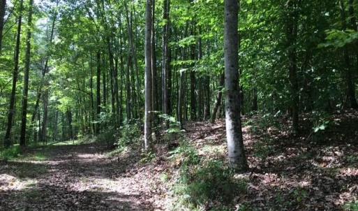 Photo #18 of Sheets, Germanton, NC 26.8 acres