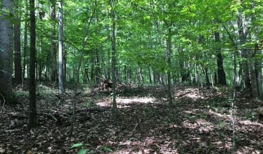 Photo #15 of Sheets, Germanton, NC 26.8 acres